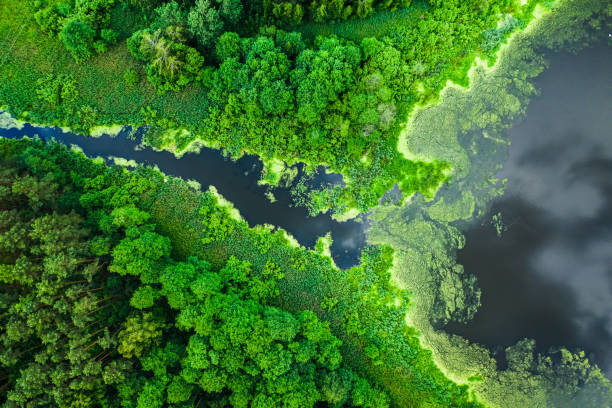 istock Beautiful green algae on the lake, flying above 1217386618