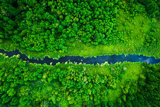 istock Stunning blooming algae on the river in summer, flying above 1217386882