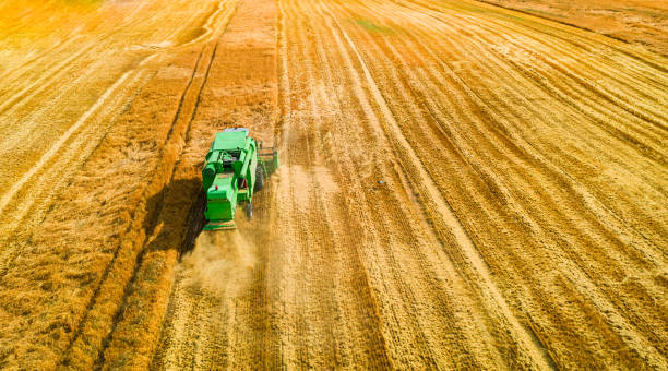 istock Flying above combine working on gold field in summer 1217387888