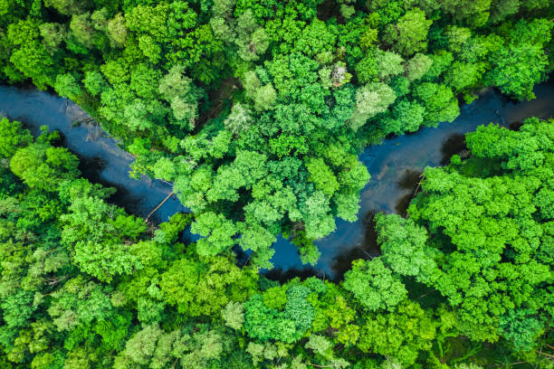 Top view of forest and river in Tuchola national park Top view of forest and river in Tuchola national park bory tucholskie stock pictures, royalty-free photos & images