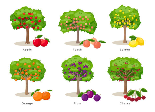 Fruit trees set of illustrations in flat cartoon gesign isolated on white background, fruit trees farm icons concept, vector infographic elements. Fruit trees set of illustrations in flat cartoon gesign isolated on white background, fruit trees farm icons concept, vector infographic elements apple tree stock illustrations