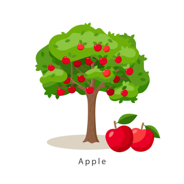 흰색 배경, 농업 개념, 과일과 그 근처에 큰 빨간 사과나무에 고립 된 평면 디자인의 사과 나무 벡터 그림, 인포 그래픽 요소를 수확합니다. - apple apple tree branch fruit stock illustrations
