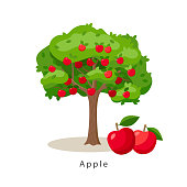 Apple tree vector illustration in flat design isolated on white background, farming concept, tree with fruits and big red apples near it, harvest infographic elements.