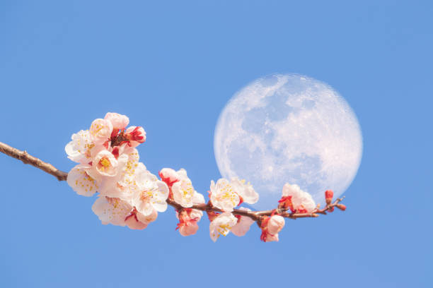 istock Apricot flowers & Super moon 1217388364