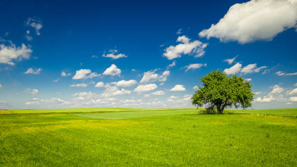 istock One tree on green field and blue sky in summer 1217388638