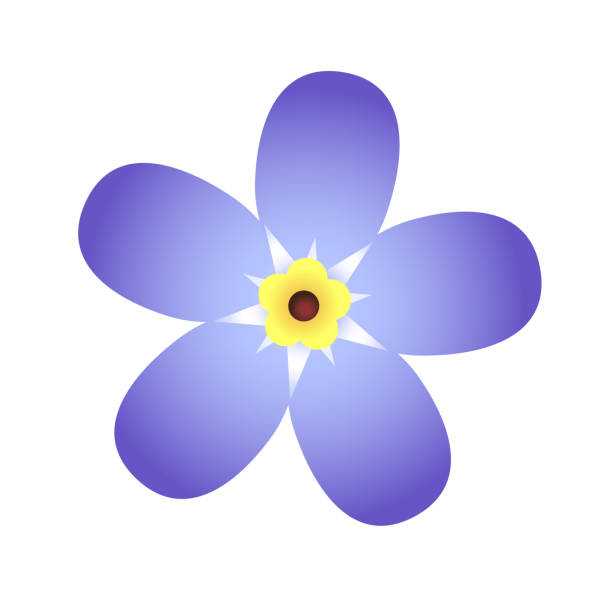 ilustrações de stock, clip art, desenhos animados e ícones de forget-me-not vector flower isolated on white background. vector illustration - miosótis