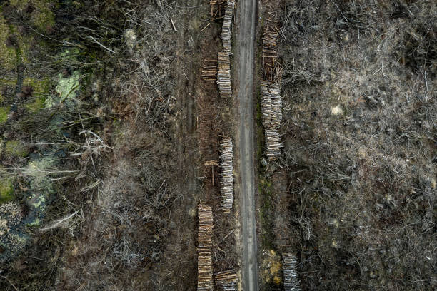 収穫のための恐ろしい森林破壊林のトップビュー、ポーランド - landscape aerial view lumber industry agriculture ストックフォトと画像