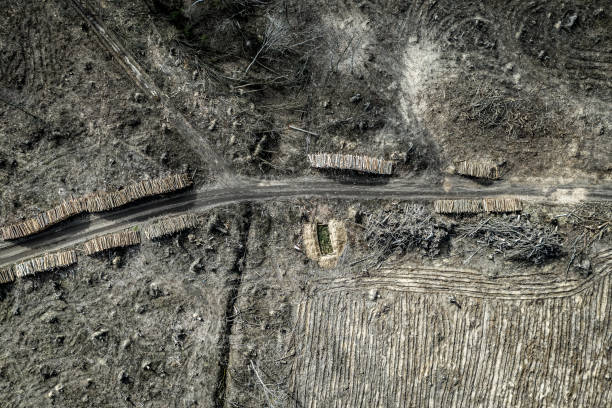 森林破壊のトップビュー。森を収穫する、 ポーランド - landscape aerial view lumber industry agriculture ストックフォトと画像