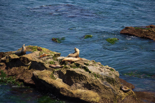 istock Sea Lions on basking in the sun 1217390043