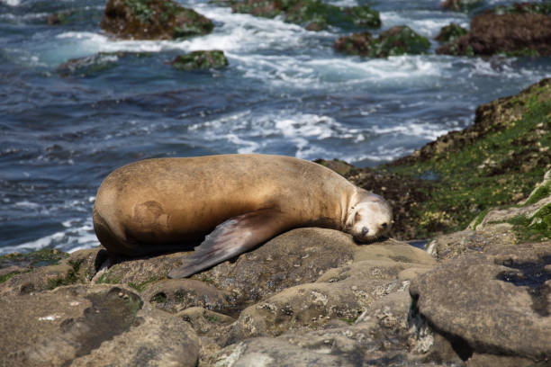 istock Sea lion basking on the rock 1217390121
