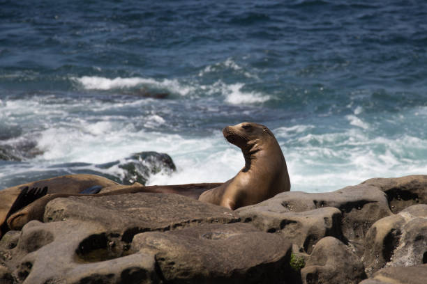 istock Sea Lion Stare 1217390440