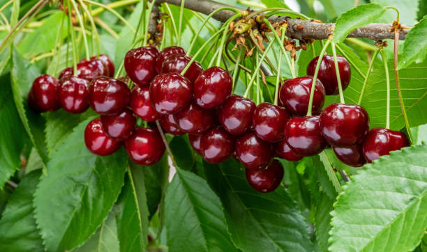 A great harvest of ripe red cherries on a tree branch.