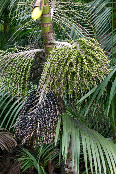 acai plantation in southern bahia