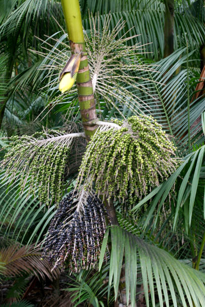 istock acai plantation in southern bahia 1217392430