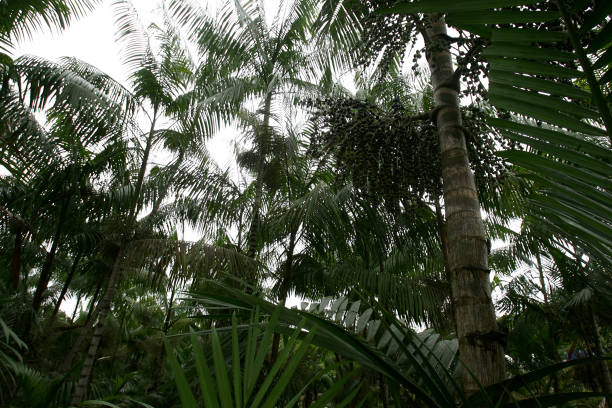 acai plantation in southern bahia