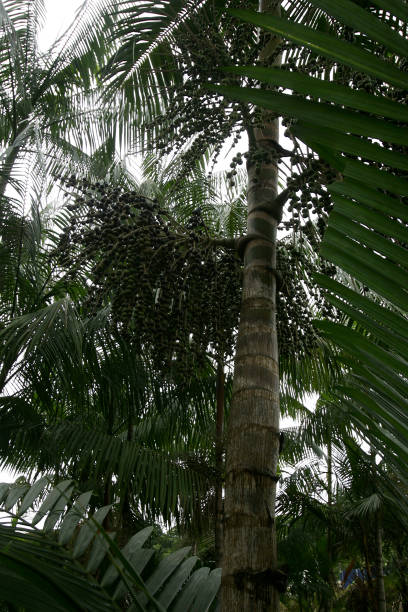 istock acai plantation in southern bahia 1217392549