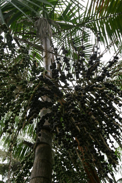 istock acai plantation in southern bahia 1217392600