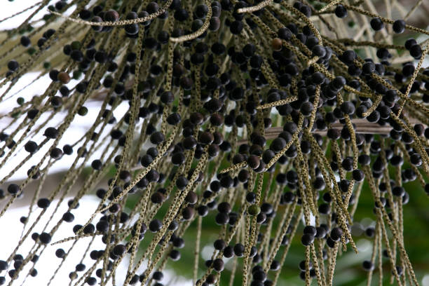 istock acai plantation in southern bahia 1217392606
