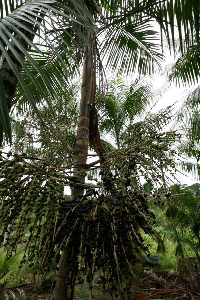 istock acai plantation in southern bahia 1217392609