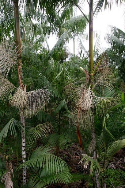 istock acai plantation in southern bahia 1217392622