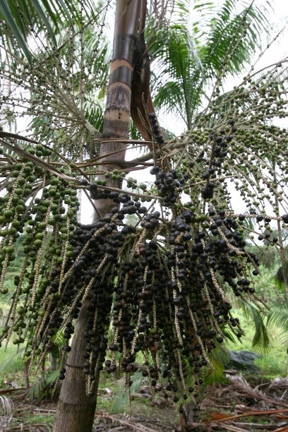 acai plantation in southern bahia
