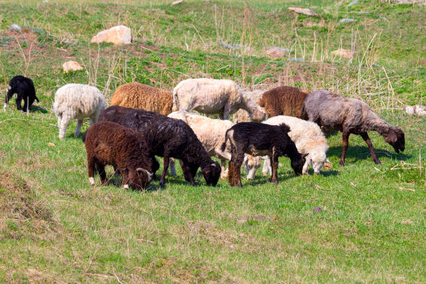 A herd of sheep in a meadow