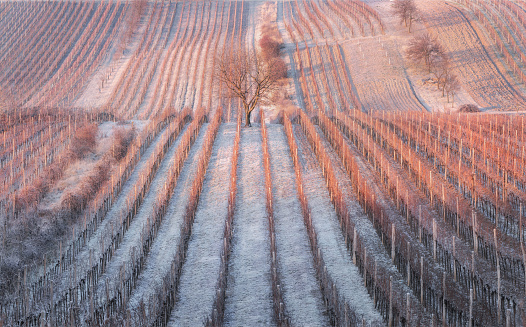 Frost Winter Rows Of Famous Moravian Vineyards, Czech Republic.Perfect Agriculture Landscape With Dry Grape Vines In Cold Season. Natural Abstract Background With Frozen Vine Row And Tree. Initial Stage Winemaking Process in Europe. Line and Vine. Wine Concept. Nature background with Vineyard in Winter.