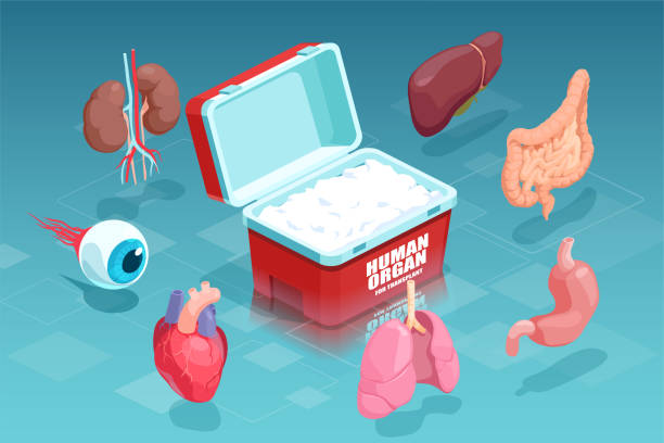 illustrations, cliparts, dessins animés et icônes de vecteur d’organes humains donneurs prélevés pour la transplantation - grafted