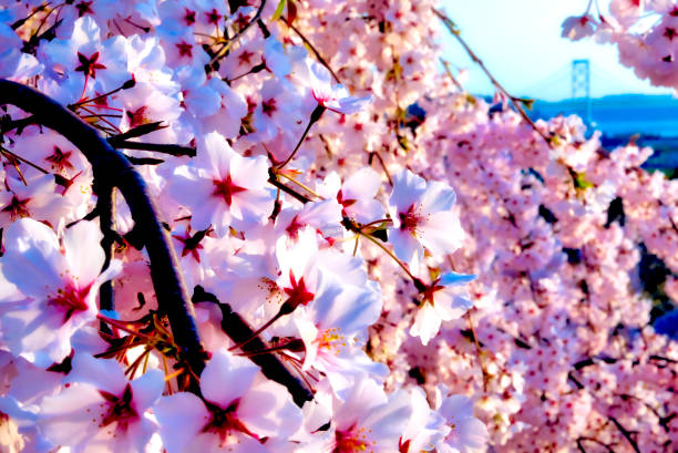 istock Cherry blossoms with suspension bridge 1217395152