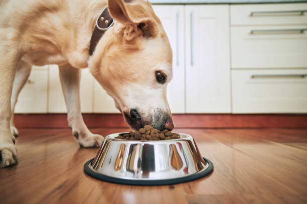 feeding of hungry dog - food dry pets dog imagens e fotografias de stock