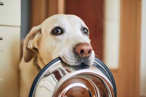 Hungry dog with sad eyes is waiting for feeding in home kitchen. Cute labrador retriever is holding dog bowl in his mouth.