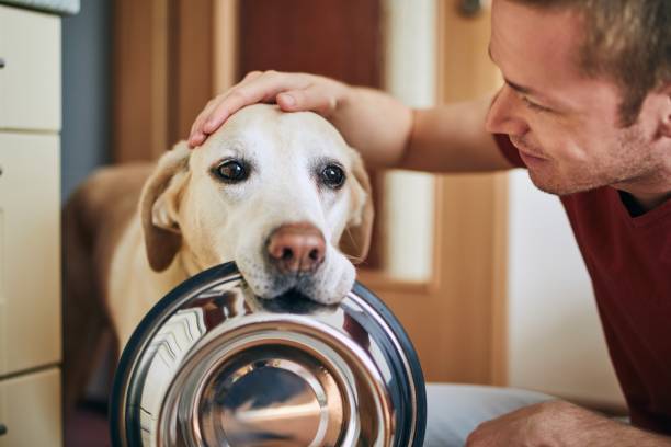 istock Domestic life with pet 1217396223