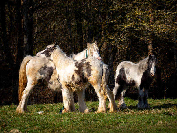 wild horses on a mountain - horse animals in the wild welsh culture plain imagens e fotografias de stock