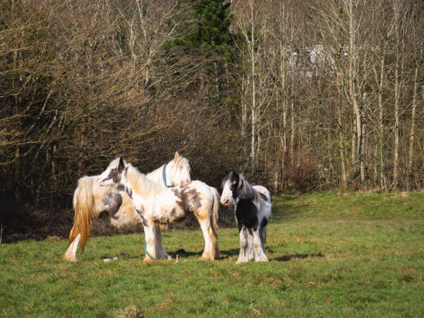 wild horses on a mountain - horse animals in the wild welsh culture plain imagens e fotografias de stock