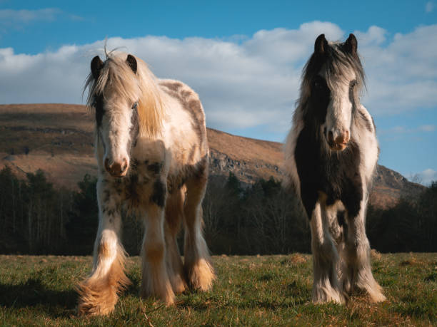 wild horses on a mountain - horse animals in the wild welsh culture plain imagens e fotografias de stock