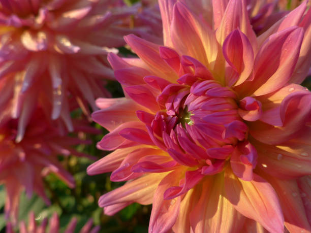 istock Dahlia Appeal 1217397932