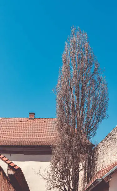 Leafless tree in an urban yard at the end of winter against a blue sunny sky in a concept of changing seasons