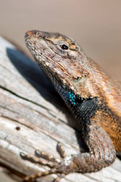 istock Eastern Fence Lizard: Sceloporus Undulatus 1217398262