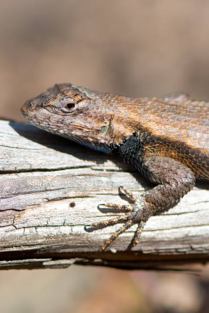 istock Eastern Fence Lizard: Sceloporus Undulatus 1217398382