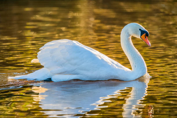 cisne mudo - cisne blanco comun fotografías e imágenes de stock