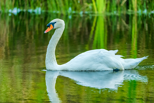 Graceful white swan swimming on a lake with dark water. The white swan is reflected in the water. The mute swan, Cygnus olor