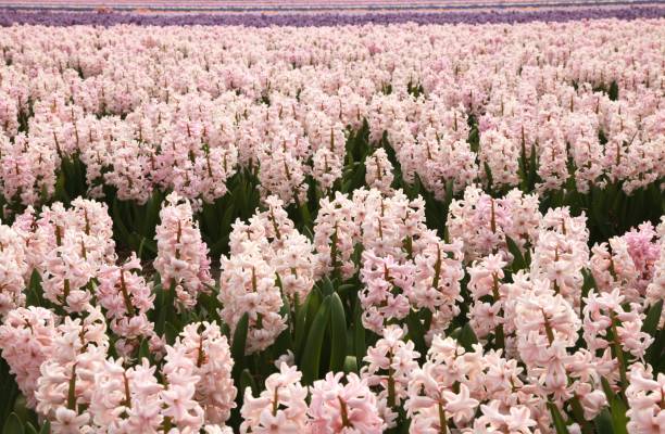 istock Field of pink hyacinths 1217400795