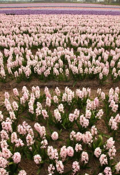 istock Field of pink hyacinths 1217400809