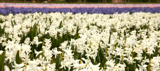 istock Field of pink hyacinths 1217400830