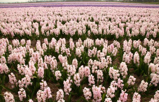 istock Field of pink hyacinths 1217400890