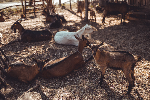brown and white goats on grazing land in the summer
