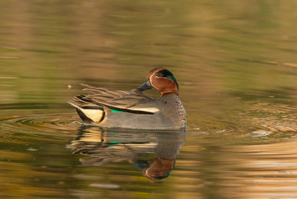 istock Eurasian teal drake 1217401409