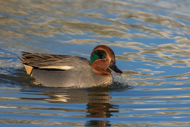 istock Eurasian teal drake 1217401932