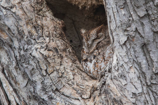 istock the master of camouflage 1217402050