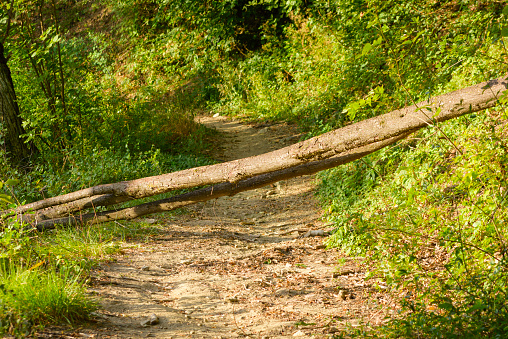 A fallen tree trunk forms a barrier on a nature trail